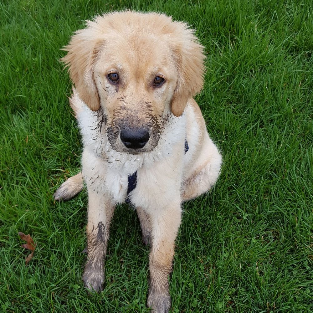 Chelsey's Companion Care - Dog Walkers Near Me Chelsey's Companion Care - Dog Walkers Near Me