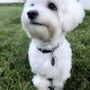 Photo of Wet Nose Pet Grooming
