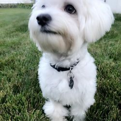 Wet Nose Pet Grooming
