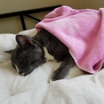 Broadway Animal Hospital - Our pretty Pandora treated with dignity. - Veterinarians Near Me - Everett, Washington Broadway Animal Hospital - Our pretty Pandora treated with dignity. - Veterinarians Near Me - Everett, Washington