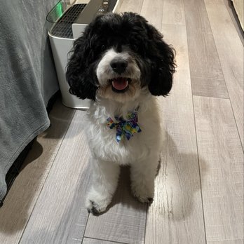 Pet Boutique - Pet Groomers Near Me - Roy, Utah Pet Boutique - Pet Groomers Near Me - Roy, Utah