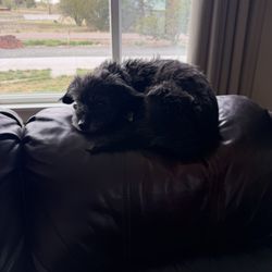 Good Dog Rescue - My partner