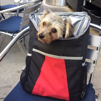Siena Tavern - Gizmo was well received and loved hanging out! - Italian Near Me - Chicago, Illinois Siena Tavern - Gizmo was well received and loved hanging out! - Italian Near Me - Chicago, Illinois