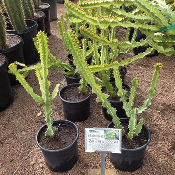 Desert Horizon Nursery - Nurseries & Gardening Near Me - Queen Creek, Arizona Desert Horizon Nursery - Nurseries & Gardening Near Me - Queen Creek, Arizona