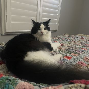 The Cat Care Clinic - Georgie at home. - Veterinarians Near Me - Orange, California The Cat Care Clinic - Georgie at home. - Veterinarians Near Me - Orange, California