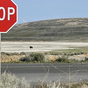 Mokwheel by Antelope E-Bikes - Bison chilling - Bikes Near Me - St. George, Utah