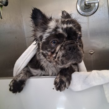 PawDash Mobile Pet Spa - Fluffy French Bulldog - Pet Groomers Near Me PawDash Mobile Pet Spa - Fluffy French Bulldog - Pet Groomers Near Me