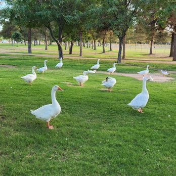 Sunset Park - Dog Parks Near Me - Las Vegas, Nevada Sunset Park - Dog Parks Near Me - Las Vegas, Nevada