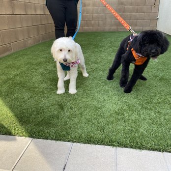 Organic Paws Pet Services - Our dogs look so good after their haircuts with Brieanne! - Pet Groomers Near Me - Buena Park, California Organic Paws Pet Services - Our dogs look so good after their haircuts with Brieanne! - Pet Groomers Near Me - Buena Park, California