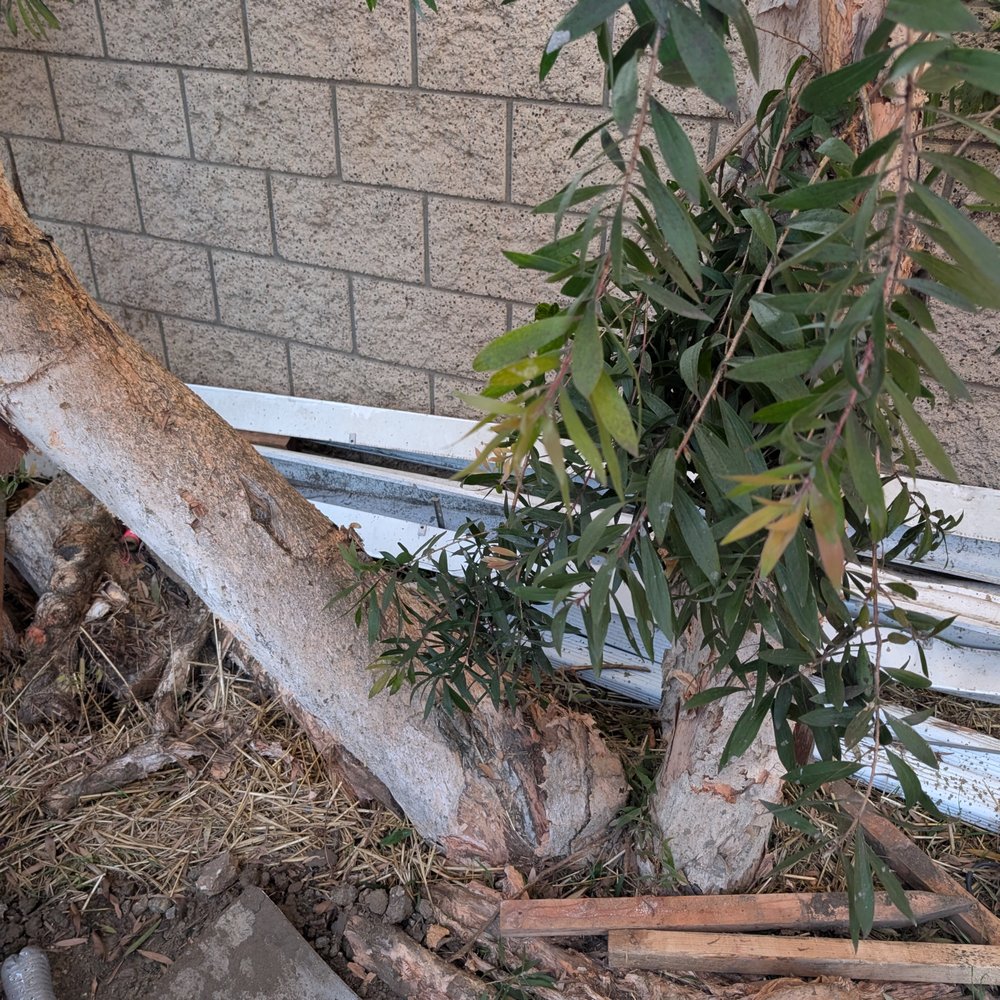 Inexpensive Tree Services - Before - Tree Services Near Me - Los Angeles, California