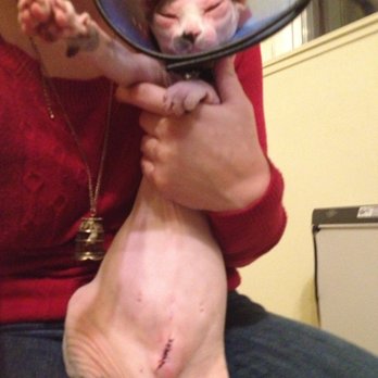 Hollywood Sphynx - The spay incision from the vet Jerry required me to use. Their first spay failed, and this was the re-do that horrifies vets. - Pet Services Near Me Hollywood Sphynx - The spay incision from the vet Jerry required me to use. Their first spay failed, and this was the re-do that horrifies vets. - Pet Services Near Me
