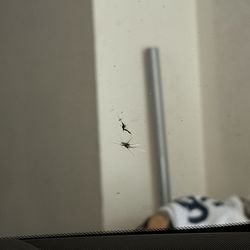 The Crack Doctor Windshield Repair - Smashed by a giant rock on the 805 S :(