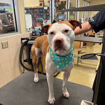 Petco - Pet Stores Near Me - Swampscott, Massachusetts