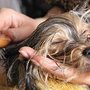 Photo of Pet Haven Grooming