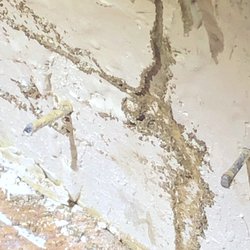 Paladin Pest Control - Termite shelter tubes going up a wall