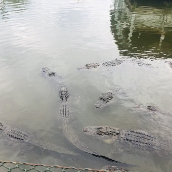 Gatorland - Zoos Near Me - Orlando, Florida Gatorland - Zoos Near Me - Orlando, Florida