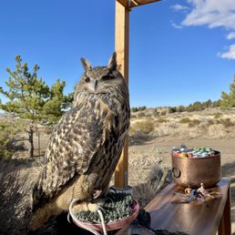 Louise the Eurasian eagle-owl
