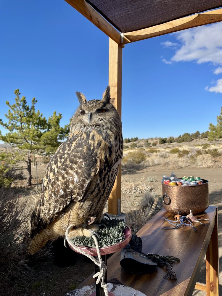 RAPTOR ADVENTURES Updated September 2024 36 Photos & 20 Reviews