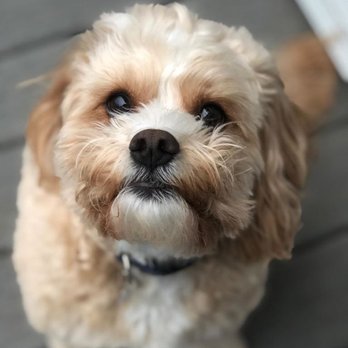 No Worries Petsitting - Pet Sitting Near Me - Lehigh Valley, Pennsylvania No Worries Petsitting - Pet Sitting Near Me - Lehigh Valley, Pennsylvania