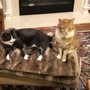 Photo of Quality Time Professional Pet Services
