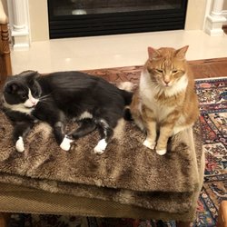 Quality Time Professional Pet Services - George and Max