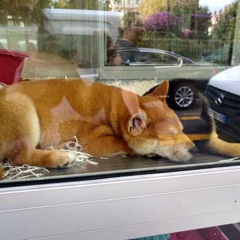 Bull et Bill - Shiba inus - Pet Groomers Near Me - Nice, 06