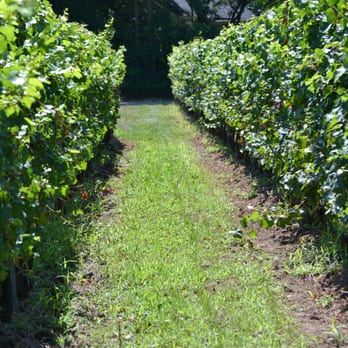 Small Talk Vineyards - Wineries Near Me - Niagara On the Lake, Ontario Small Talk Vineyards - Wineries Near Me - Niagara On the Lake, Ontario