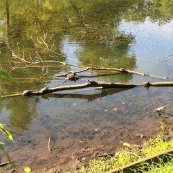 ForMar Nature Preserve & Arboretum - Tanning turtles