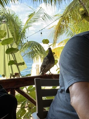 Jeanie's Restaurant & Beach Club by null