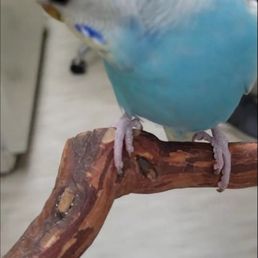 Cute English Budgie!