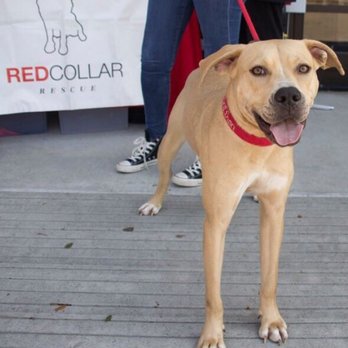 Red Collar Rescue - Pet Adoption Near Me - Houston, Texas