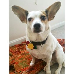 Second Chance Dog Walking & Sitting
