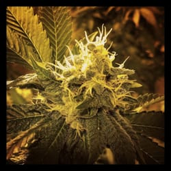 Sante Durango - Amazing meds.  Grown in durango