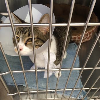 Alpine Animal Hospital - He's not happy about the cone but he's okay with still being able to give kisses. - Veterinarians Near Me - Alpine, Utah Alpine Animal Hospital - He's not happy about the cone but he's okay with still being able to give kisses. - Veterinarians Near Me - Alpine, Utah
