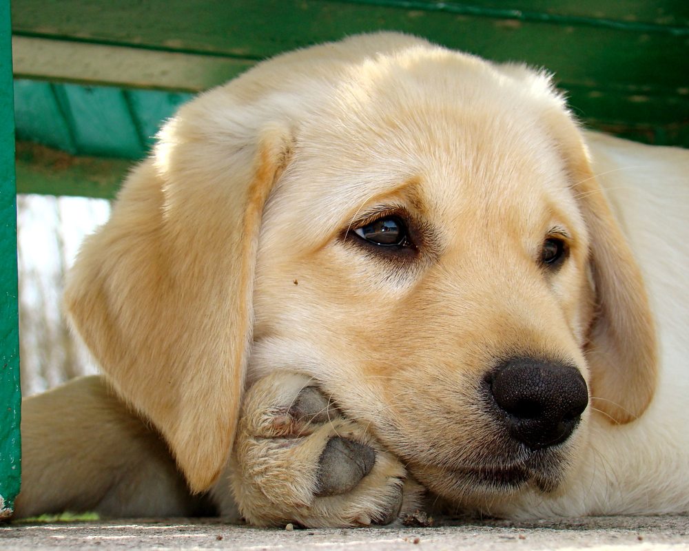 ONE STOP LABRADOR PET SHOP Request Information 1011 Birch St, El