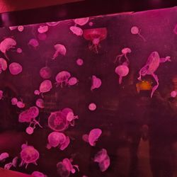 SEA LIFE Grapevine Aquarium
