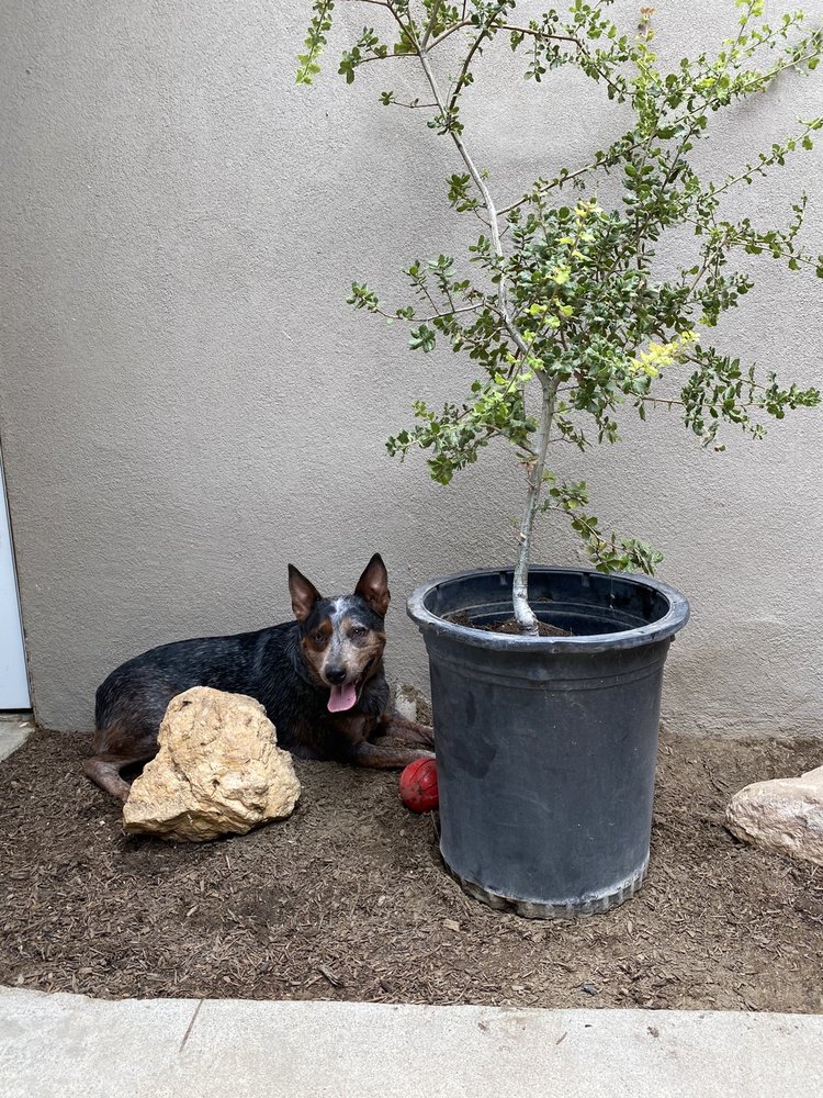 MONTE VISTA NURSERY Updated August 2024 15 Photos & 10 Reviews