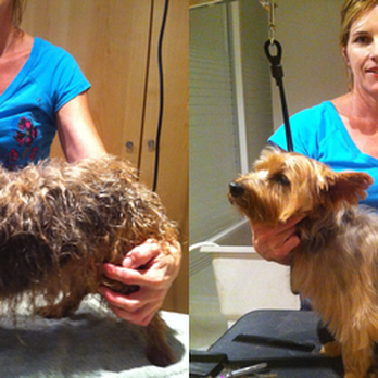 Posh Pooches - Pet Groomers Near Me - Toronto, Ontario