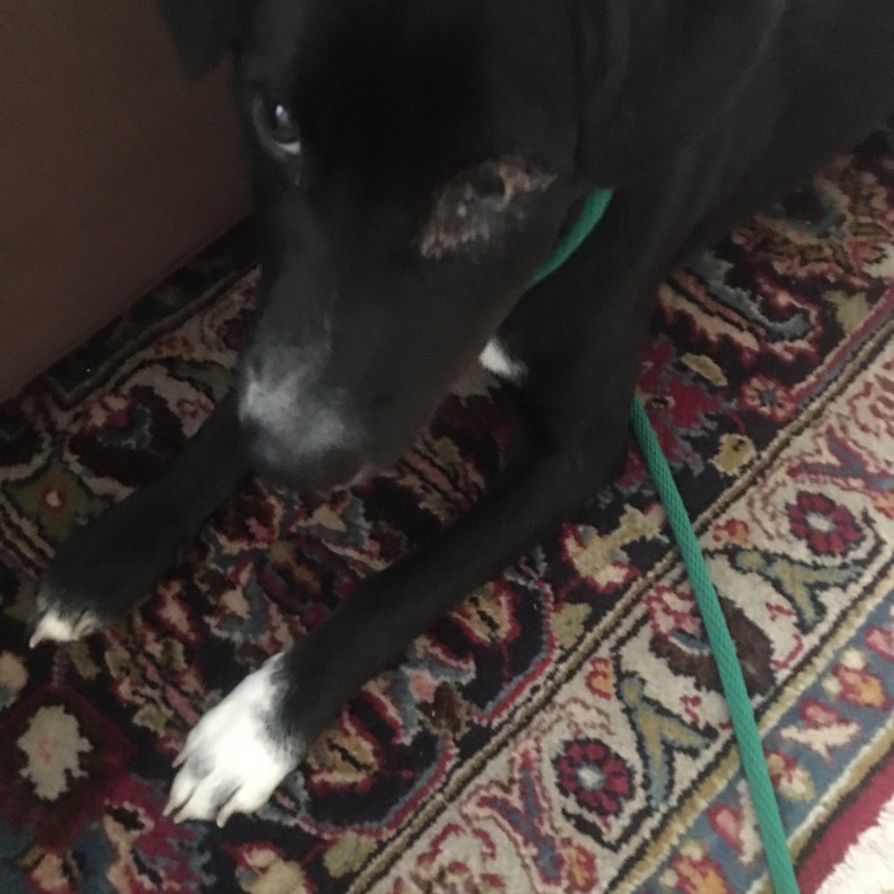 WagVille - Pet Training Near Me - Los Angeles, California