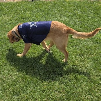 Curated Canines - Totally off leash! - Pet Training Near Me - San Diego, California