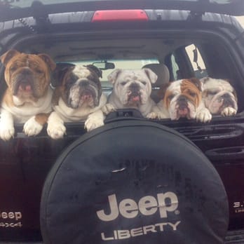 Companion Veterinary Services - Five bulldogs that love Dr. Strong! - Veterinarians Near Me - Murrysville, Pennsylvania