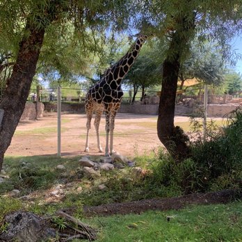 Reid Park Zoo - Zoos Near Me - Tucson, Arizona