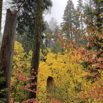 Calaveras Big Trees State Park - Rainy but colorful fall day - Parks Near Me - Arnold, California Calaveras Big Trees State Park - Rainy but colorful fall day - Parks Near Me - Arnold, California
