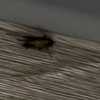 Quality Inn - Bug in sink area - Hotels Near Me - Hillsville, Virginia Quality Inn - Bug in sink area - Hotels Near Me - Hillsville, Virginia