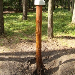 Beobachtete Wildfütterungsstelle