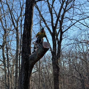 Lednew Tree Care - Our certified arborist carefully trims branches at height--safety and precision guaranteed. - Tree Services Near Me