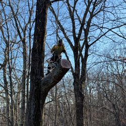 Lednew Tree Care - Our certified arborist carefully trims branches at height--safety and precision guaranteed.
