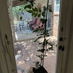 Poet's jasmine (right after unboxing)