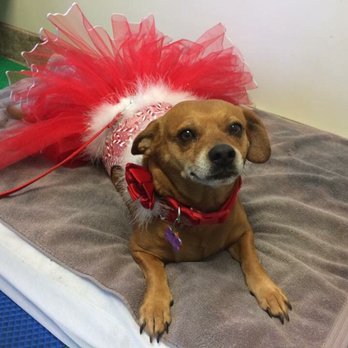 Trulie Dogs - Pet Groomers Near Me - Wilmington, North Carolina Trulie Dogs - Pet Groomers Near Me - Wilmington, North Carolina