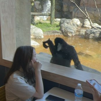 Memphis Zoo - Monkeys - Zoos Near Me - Memphis, Tennessee Memphis Zoo - Monkeys - Zoos Near Me - Memphis, Tennessee